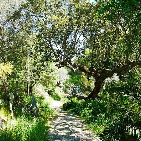 Serra Vida - A Place Of Presence Santo António das Areias Εξωτερικό φωτογραφία